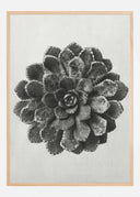 Grey Flower II Poster