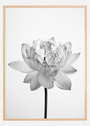 Grey flower Poster II