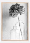 Hydrangea Poster II
