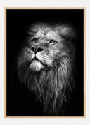 King Of Lions Poster