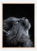 Kitten Poster I