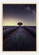 Lavender Fields Poster I
