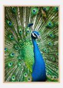 Peacock Poster II