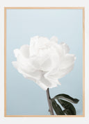 Peony Poster I