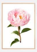 Peony Poster II