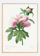Peony Poster III