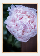 Peony I Poster
