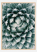 Plant Poster I