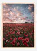 Poppy Field In Sweden Poster