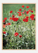 Poppy Fields Poster