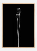Poppy Pods Poster