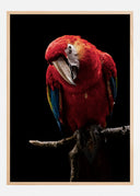 Portrait of Scarlet Macaw Poster