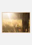 Sunbeam Poster