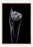 Rembrandt Tulip Poster