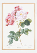 Rosa Damascena Poster