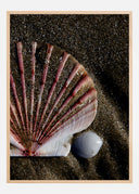 Shell Poster I