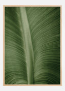 Structure Of Leaves Poster