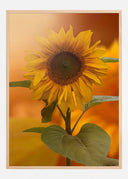 Sunflower Poster
