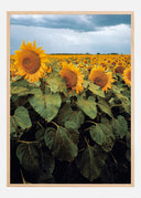Sunflowers Poster II