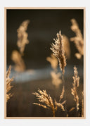 Sunshine On The Fields Poster