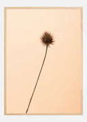 Thistle Peach Poster