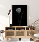 Tulip Poster II