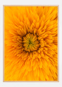 Upclose Flower Poster