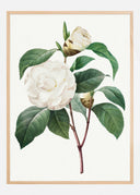 White Rose Poster II
