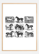 Horse breeds Poster
