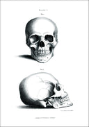 18th century Skull Poster